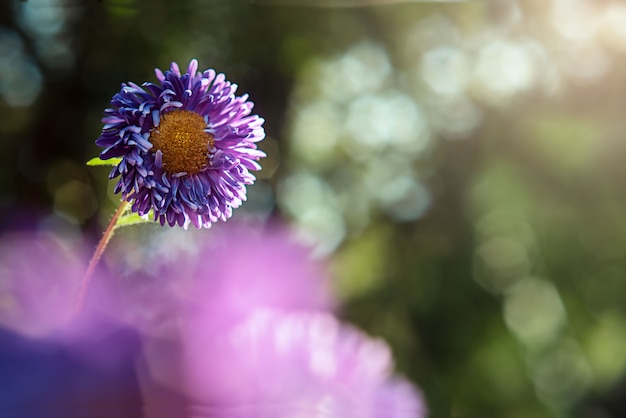 Violet aster flower in blurred nature