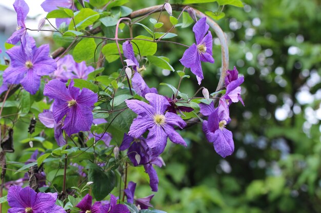 violet blue largeflowered Clematis flowers in botanical garden