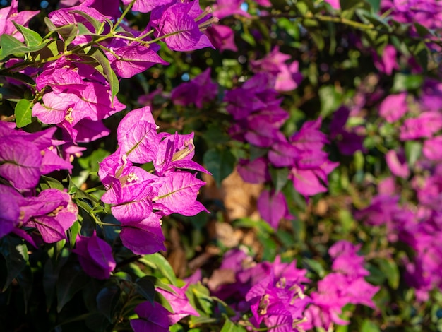 Violet bougainvillea flowers surrounded with green leafs front focus blurred background