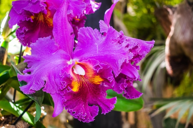 Violet Cattleya hybrid orchid