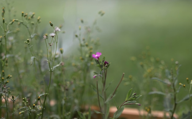 Violet flower over blurred green grass background with place for text