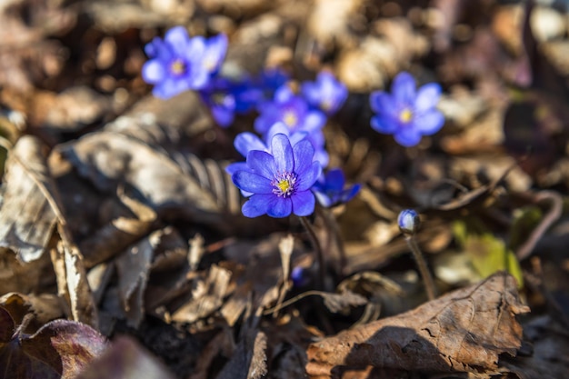 Violet flower or Hepatica Nobilis blooming in early springtime