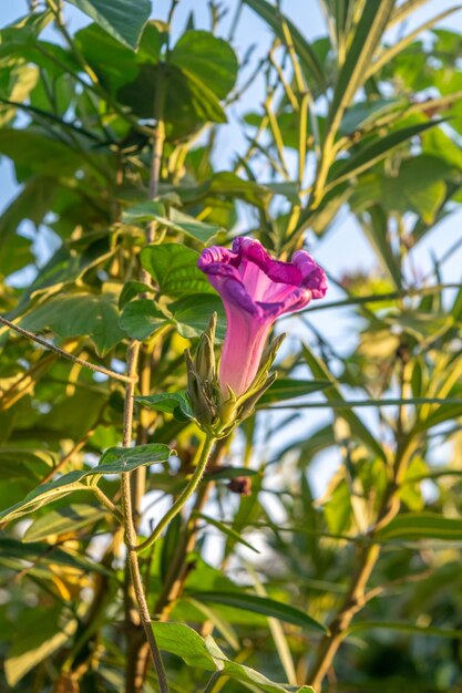 Photo violet flower of an ipomoea