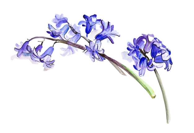 Violet flowering hyacinth Watercolor flower isolated on white