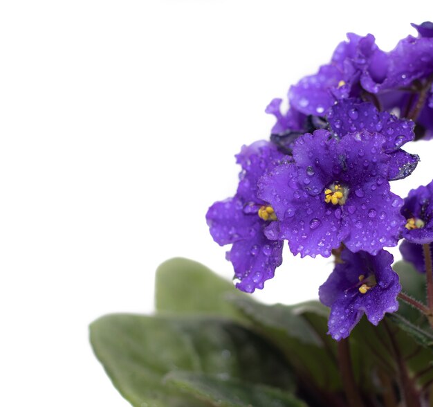 Violet flowers on a white background  A houseplant