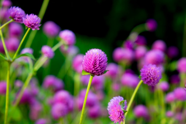 the violet Gomphrena flower