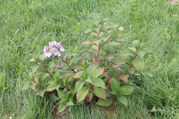 Violet guthesia bush peals to the wind Violet guthesia bush on an isolated background