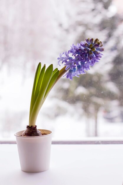 Violet hyacinth blooming flowers in pot