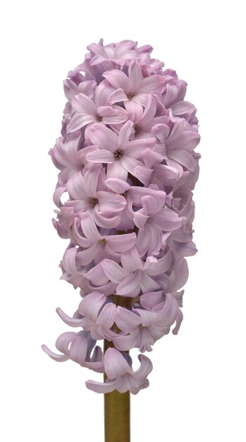 Violet hyacinth flower head isolated on a white background Spring time Easter holidays Garden decoration landscaping Floral floristic arrangement Flat lay top view