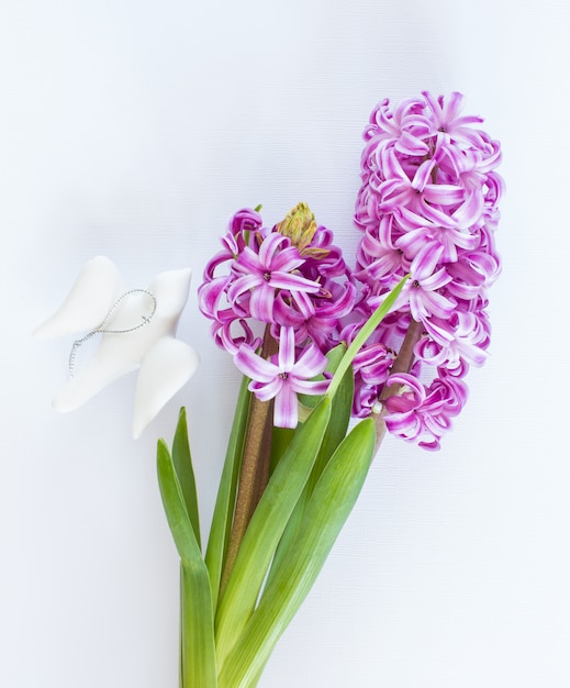 Violet Hyacinth flowers