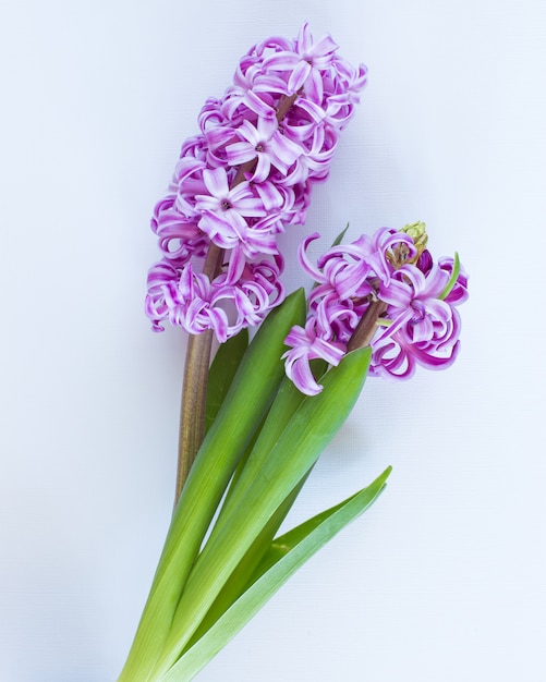 Violet Hyacinth flowers