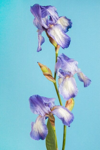 Violet irise on blue background