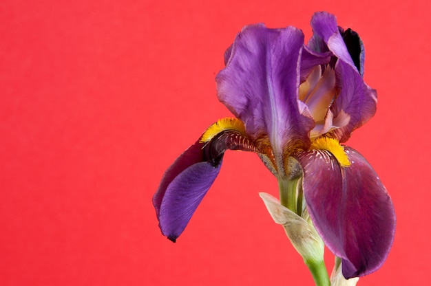 Violet irise on red background