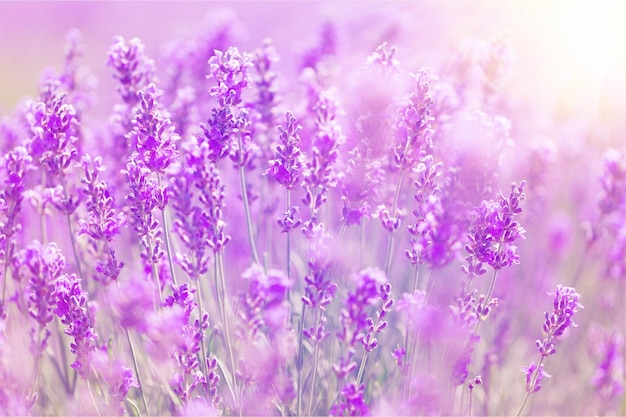 Violet lavender field, close-up view