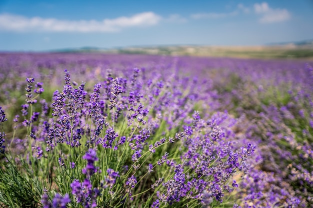 Violet lavender flowers in the big field on sunny day