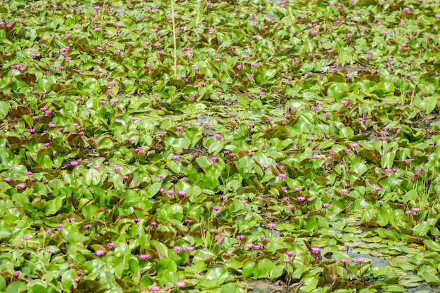 Violet lotus blooming