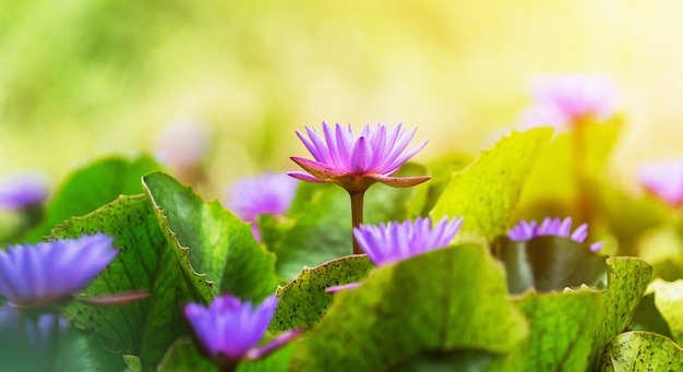 Violet lotus flower with green leaves and sunshine