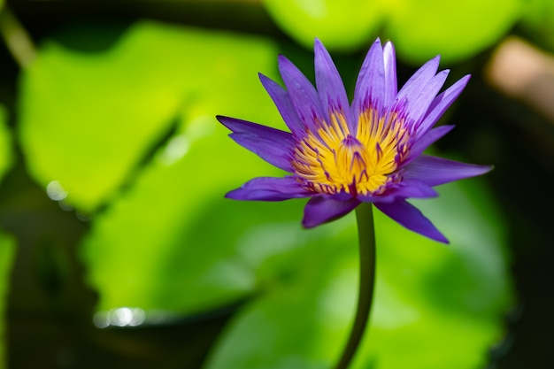 Violet lotus in home garden