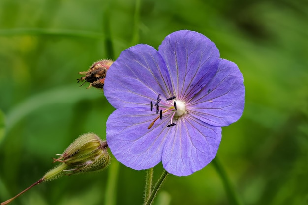 Violet meadow crane's bill - Geranium pratense - flower growing on meadow, closeup macro detail