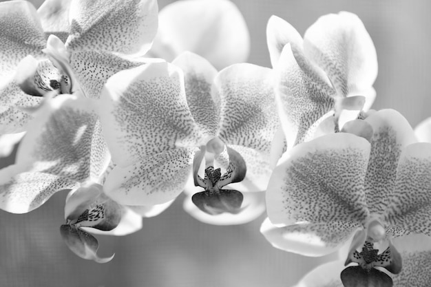 Violet orchid flower beautiful orchid flower pink color floral macro photography