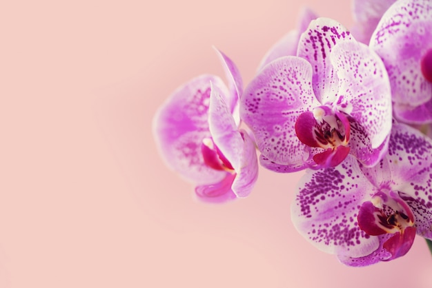 Violet orchid on pink background