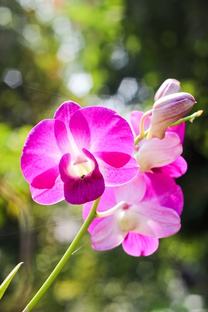 Violet orchids