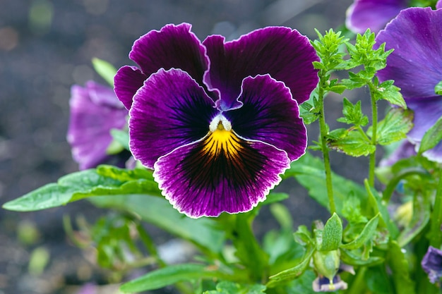 violet pansy flower in garden