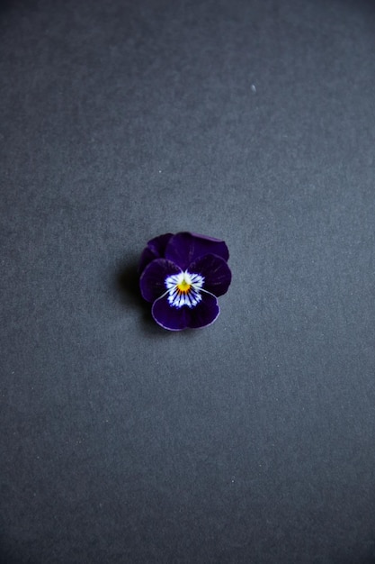 Violet pansy isolated on a black background