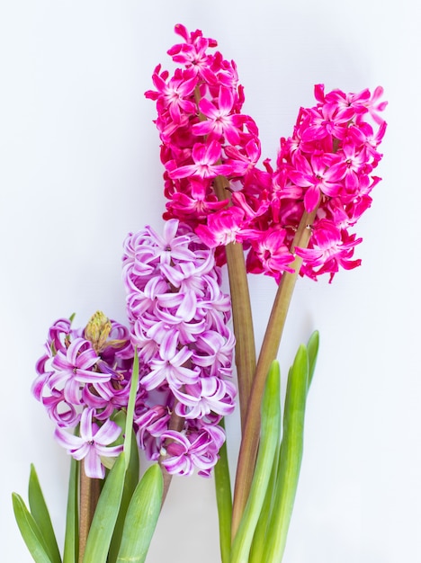 Violet and Pink Hyacinth flowers