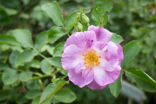 Violet rose bush in the garden