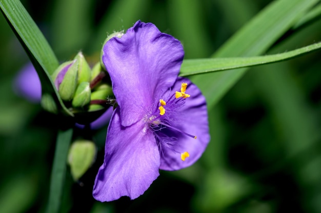 Violet small flower