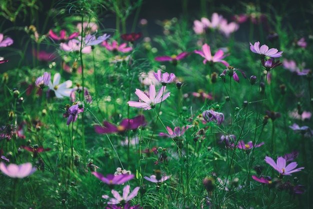 Violet tender flowers