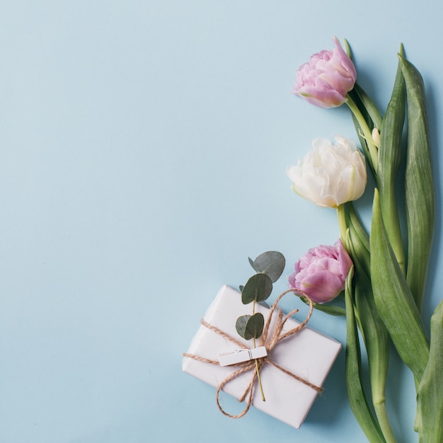 Violet and white tulips and a gift boxes on a blue background. 