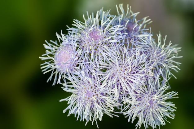 Violet wild flower bouquet