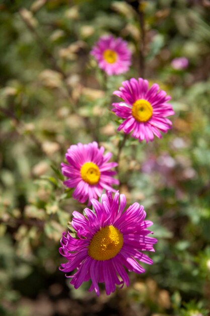 A violet yellow colour flowes in uzbekistan