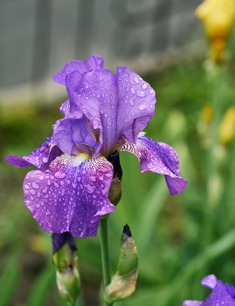 violet and yellow iris flowers in spring