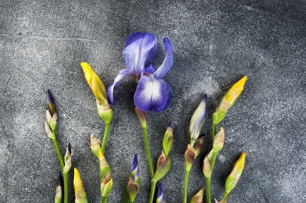 Violet and yellow irises on gray.