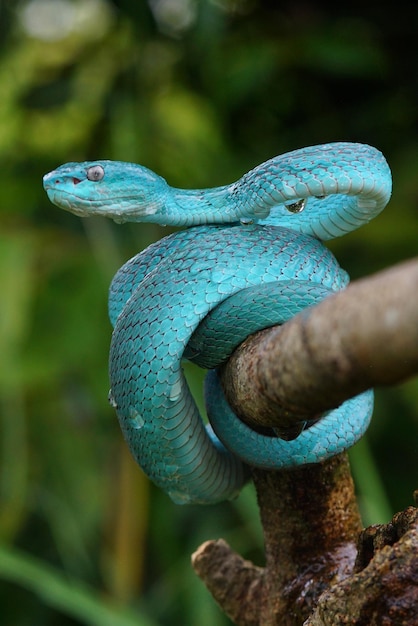 Viper Snake Blue Snake Trimeresurus insularis snake