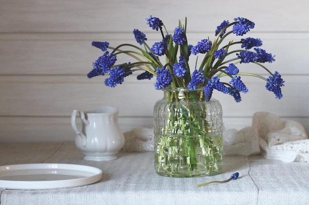 Viperaposs bow or Mouse hyacinth blue spring flowers