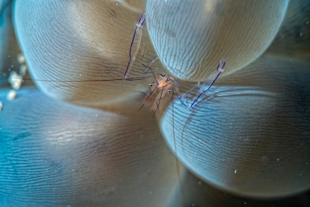 Vir philippinensis shrimp in bubble coral