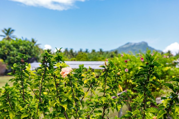 The virgin nature of French Polynesia with its beautiful landscapes