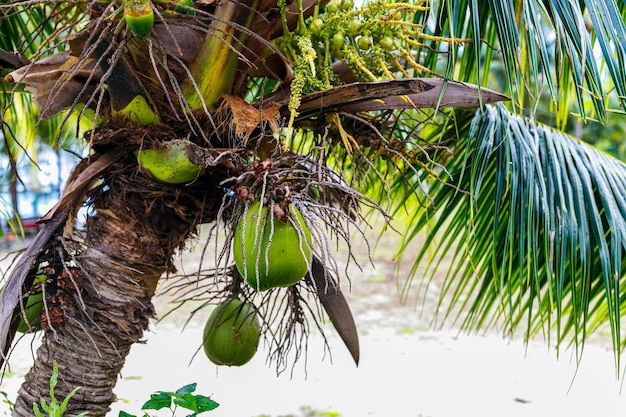 The virgin nature of French Polynesia with its beautiful landscapes