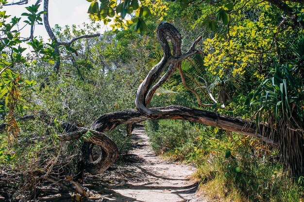 The virgin nature of New Caledonia with its beautiful landscapes