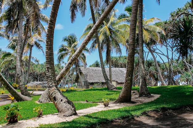 The virgin nature of New Caledonia with its beautiful landscapes