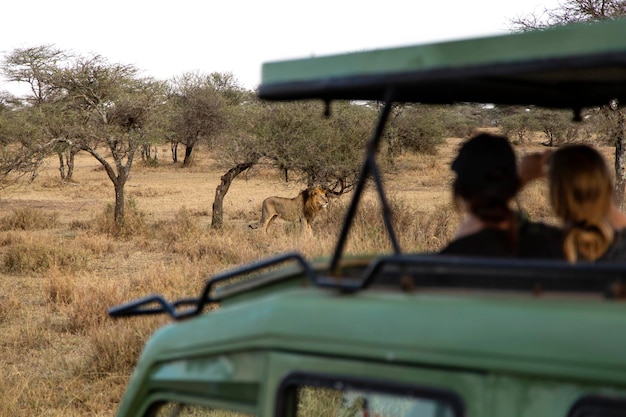 Photo visitors watching a lion on safari in tanzania