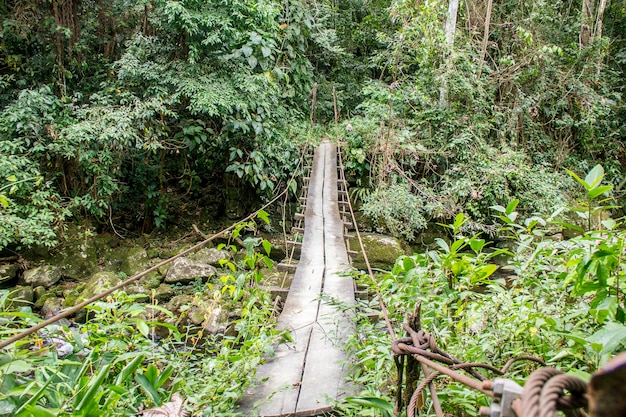 Visual track of the gold track in the Bocaina mountain range