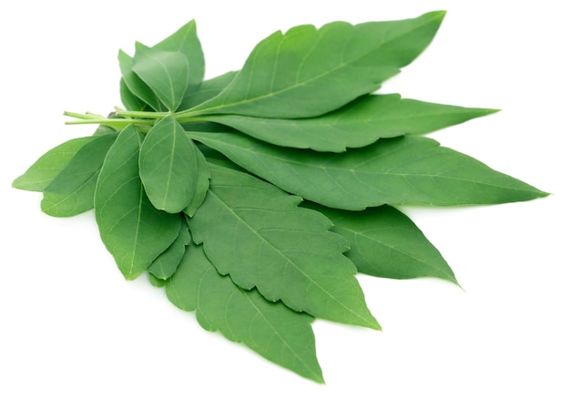 Vitex Negundo or Medicinal Nishinda leaves over white background