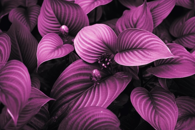 Viva Magenta beautiful view of big leaves Generative AI