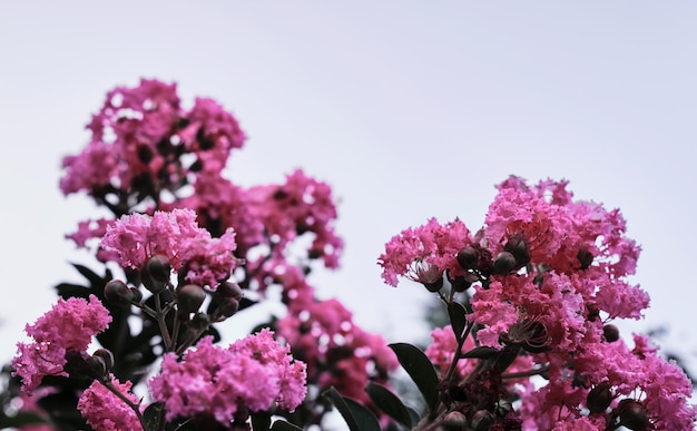 Viva magenta color of 2023 year bush with bright light purple flowers closeup against a clear sky