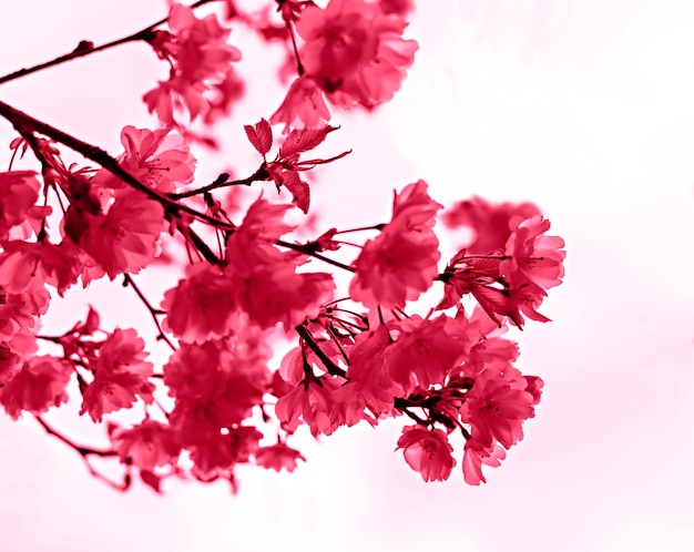 Viva Magenta color of the year 2023 Blooming sakura branches with pink purple flowers closeup